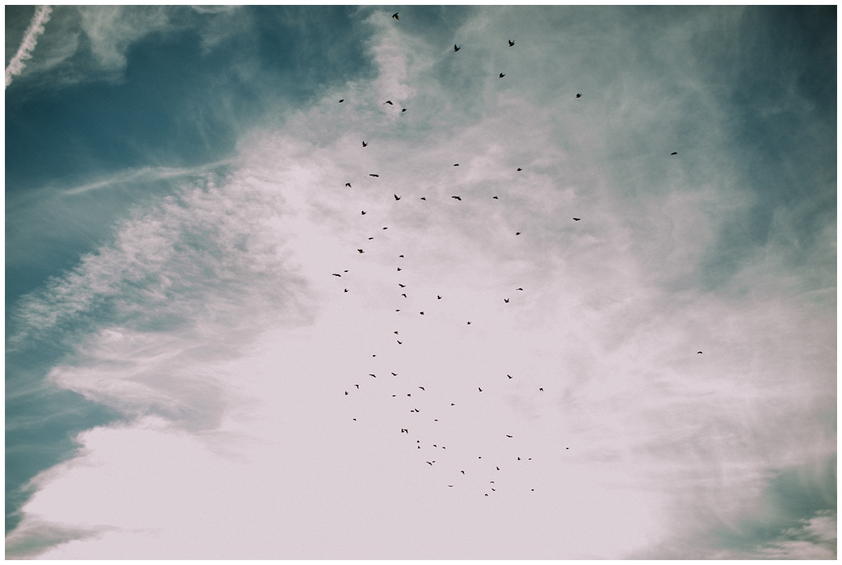 birds in the sky